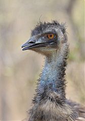 Emu